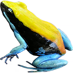 Blue-legged Mantella